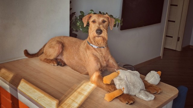 Собакочетверг! Добавляйте своих