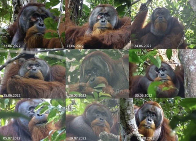 Народная медицина дошла и до обезьян: суматранский орангутан первым из животных использовал травы для лечения раны