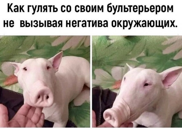 Штраф 3 тысяч рублей может грозить россиянам за выгул собак без намордника и поводка