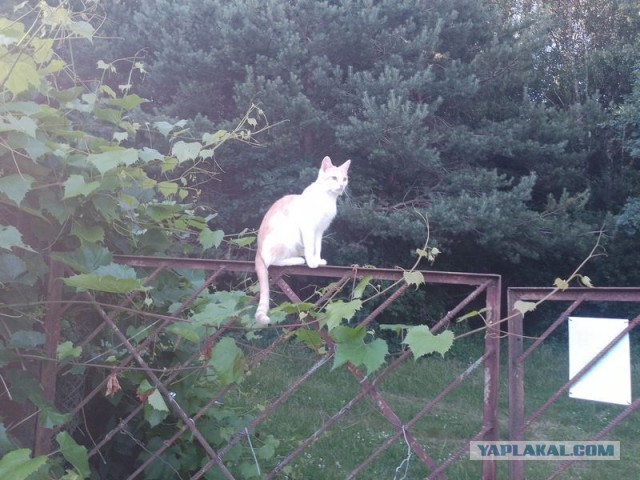 Жизнь домашнего приюта для котеек 501