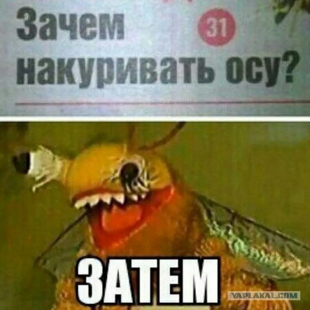 Школьник нашёл на берегу моря в Балтийске янтарь с древней осой