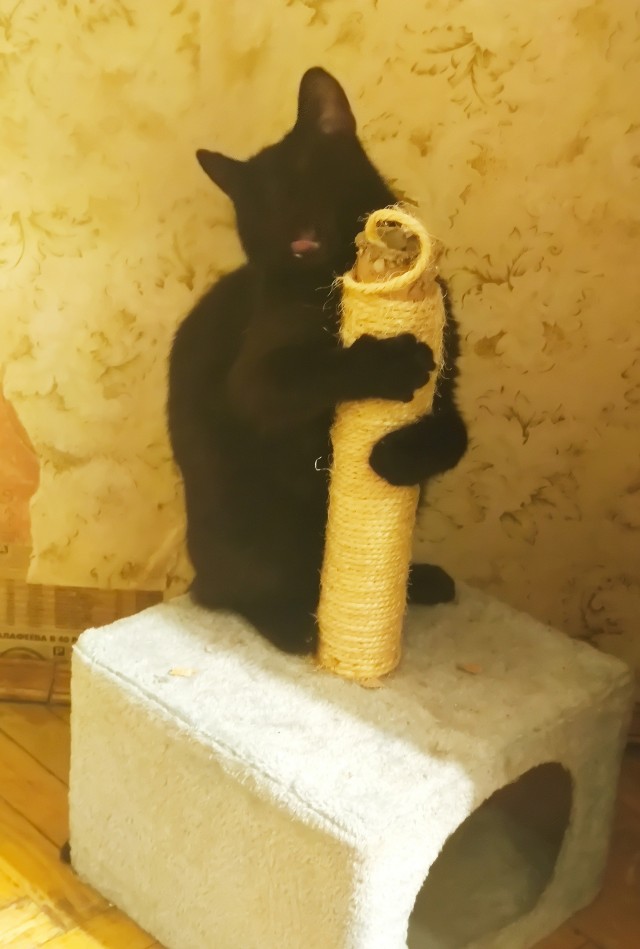 Мы с котом вдвоём