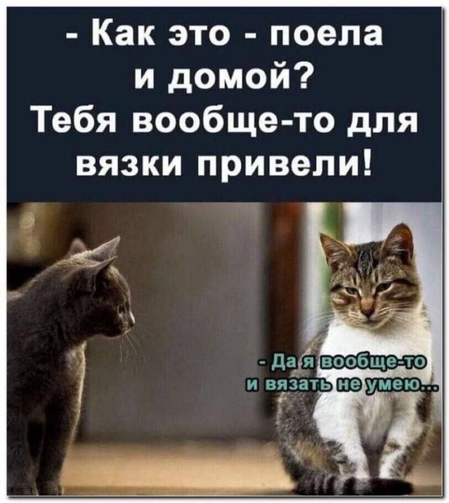 Котовтоник в картинках