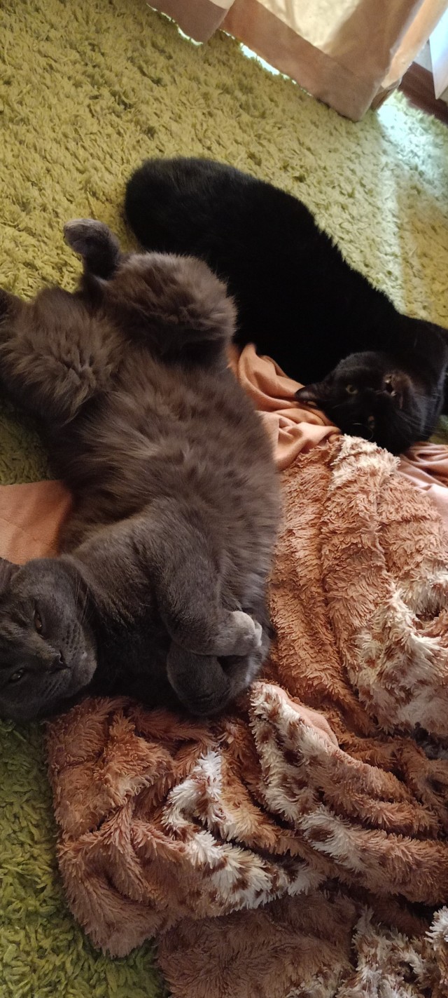 Спящие коты - это что-то с чем-то
