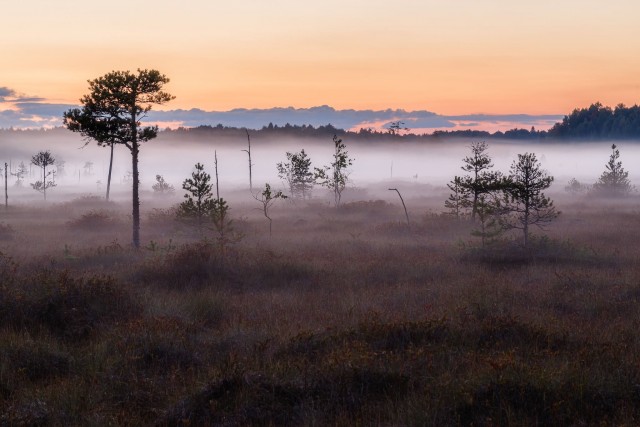 Верховые болота