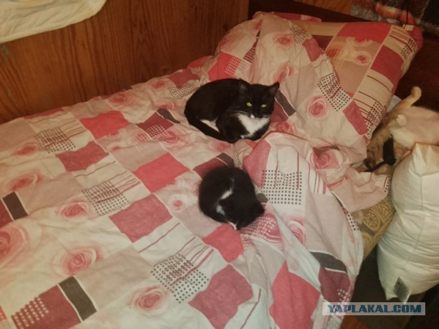 Жизнь домашнего приюта для котеек 515