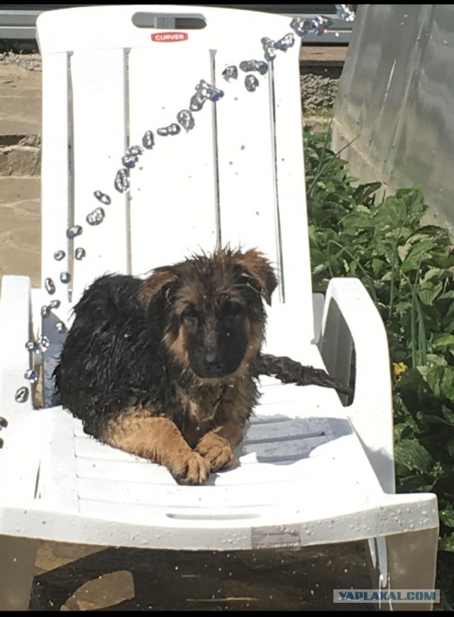 Собакочетверг-овчароподобный дворянин!