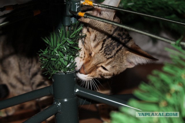 О бенгальских котах на наглядном примере