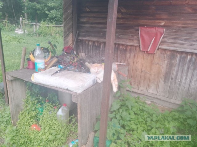 Жизнь домашнего приюта для котеек 548