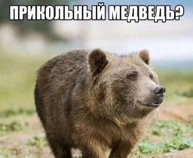 В Румынии медведь растерзал итальянского туриста после селфи с ним