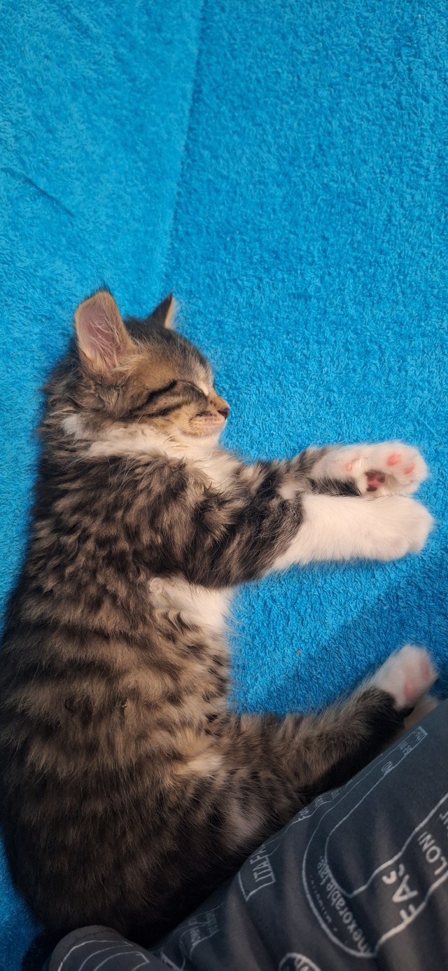С котовторником!