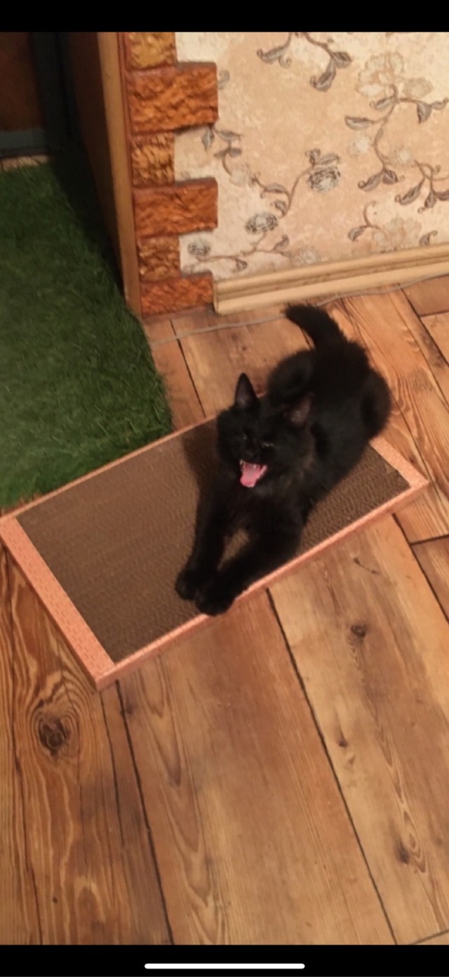 МоеЭ Котэ