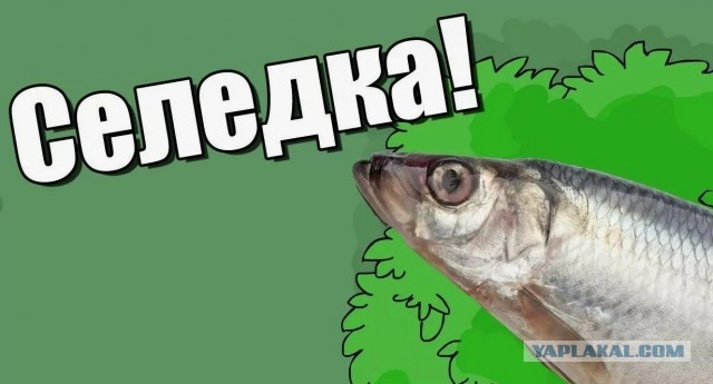 А ещё она иногда выходит на берег, попилить деревья... Ненормальная рыба...