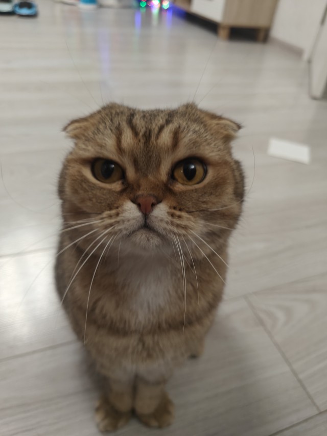 Вот и мой кот