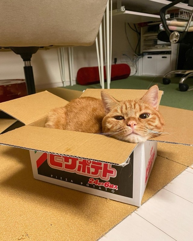 Котокоробковое