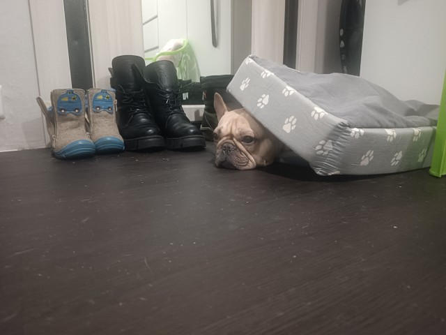 Собакочетверг же