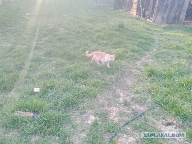 Жизнь домашнего приюта для котеек 577