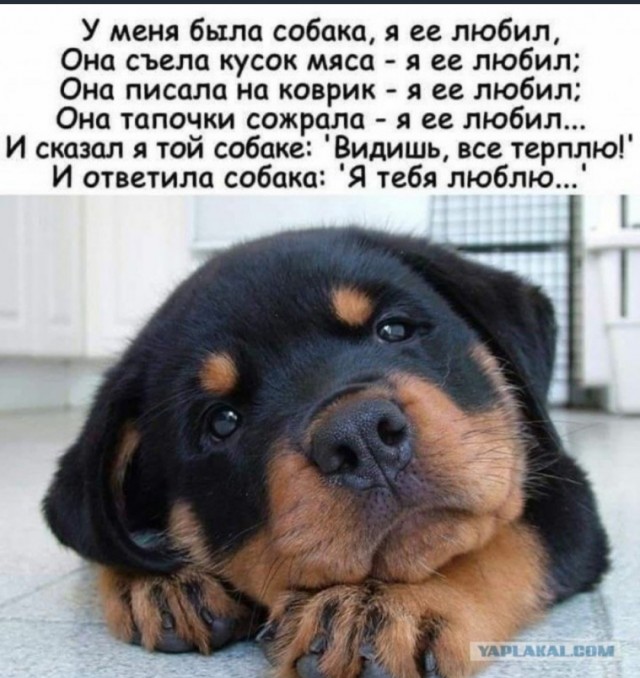 Эти ненормальные люди с собаками