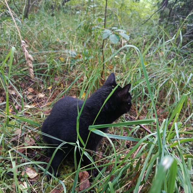 Мы вдвоём с котом