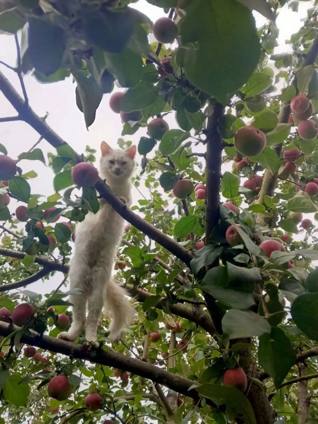Яблочный кот