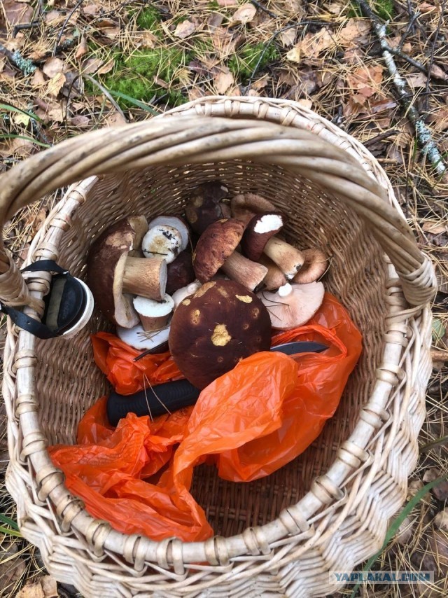 И в лес ходить не надо!