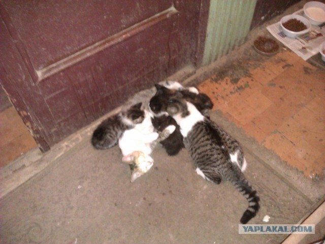 История одного "почти спасения".