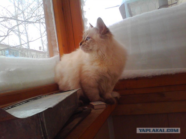 Котовторник 26.11.2013