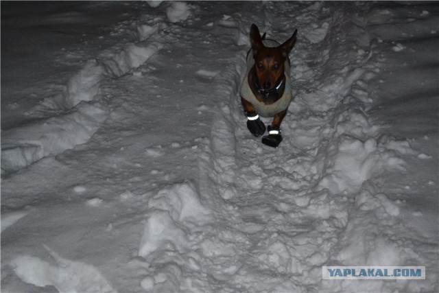 Собакочетверг на 02.01.2014