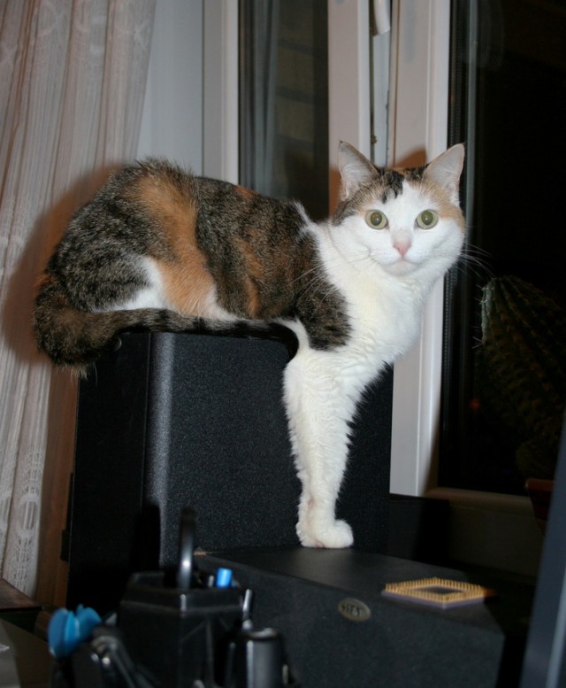 Котовторник на вторник, Котовторник
