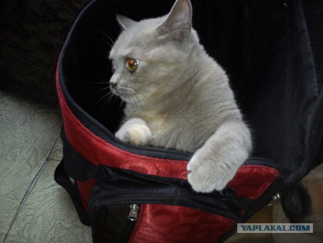 Котовторник 01.04.2014