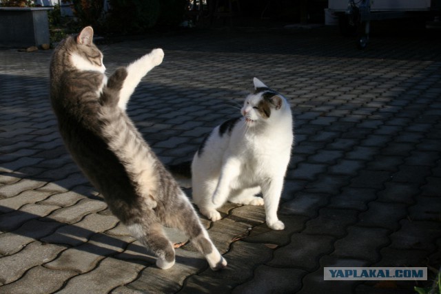Котовторник 22.04.2014