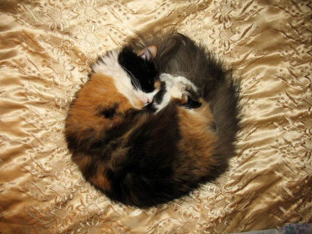 А у тебя есть фото твоей зевающей котейки ?