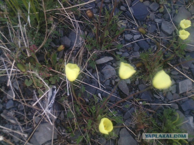 Россия приступила к строительству военного городка