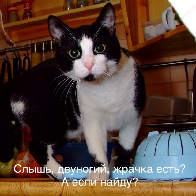 Кошачий Hardcore