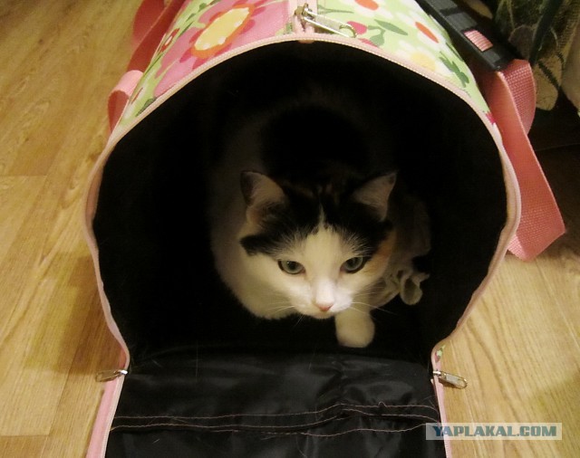 Котовторник 24.03.2015