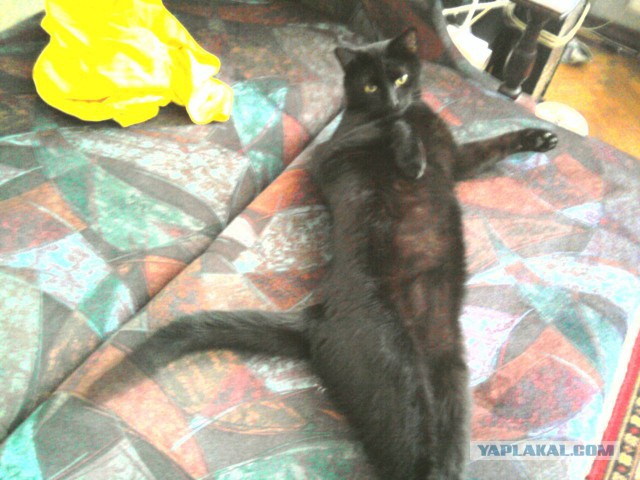 Котовторник