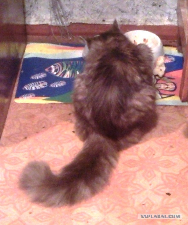 Котовторник 03.11.2015