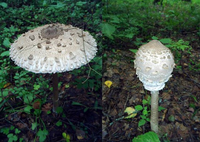 Грибалка
