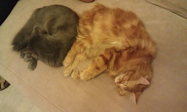 Нашли Серого