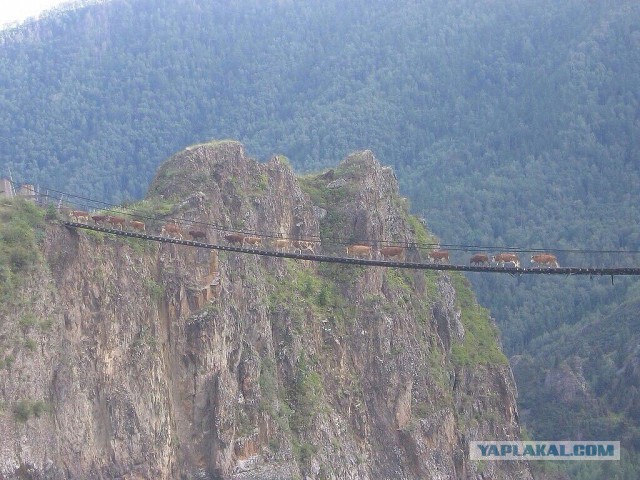 Скотинки - Животинки