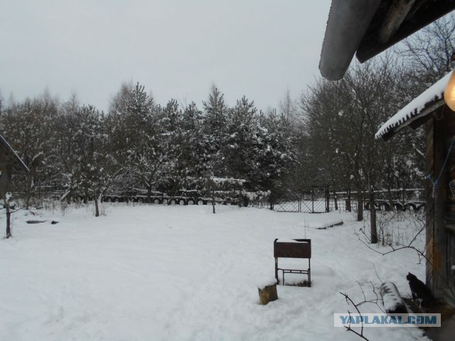 Жизнь домашнего приюта для котеек 106