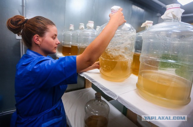 Как выращивают трепанга