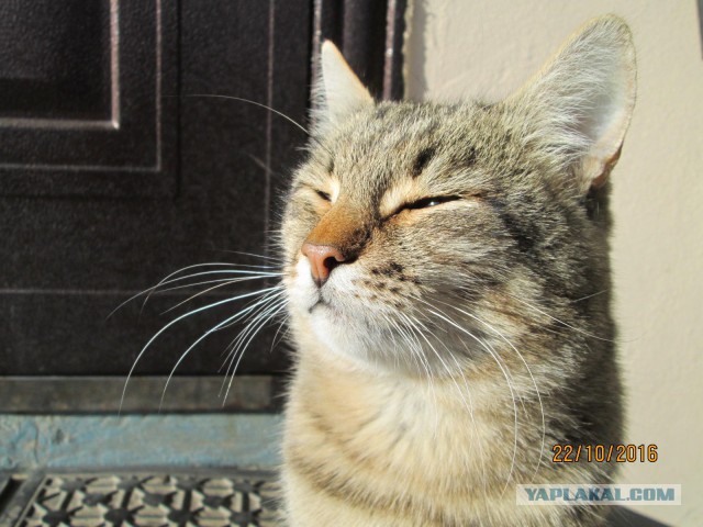 Котовторник 25.10. 2016