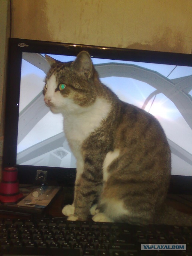 Коты из сети