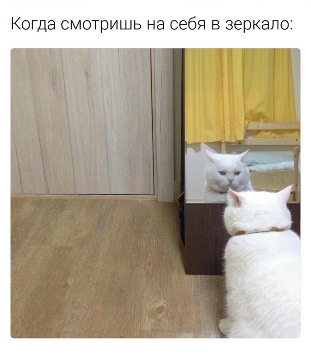 Коты и Кошки