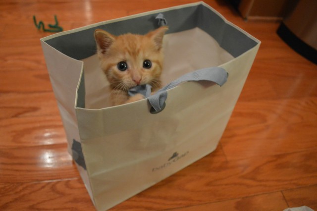 Коты и Кошки