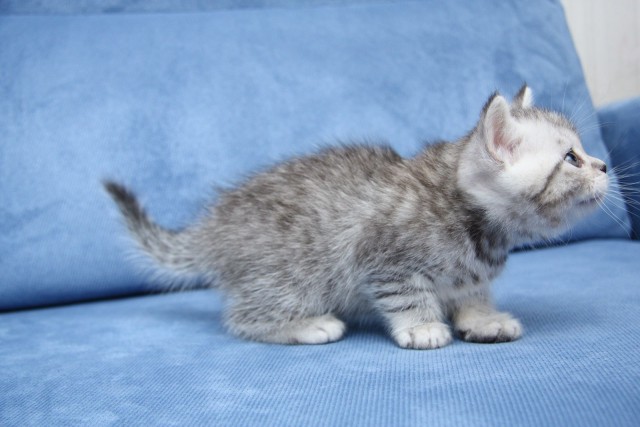 Коты и Кошки