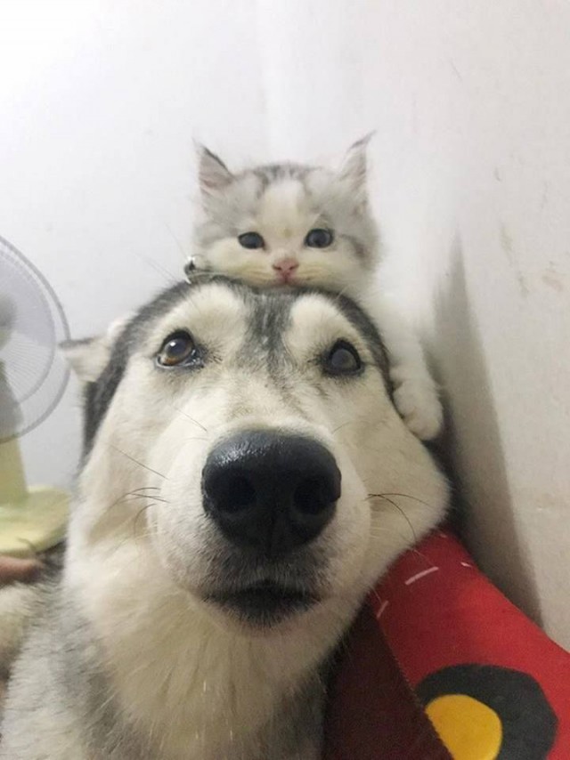 Живность из сети