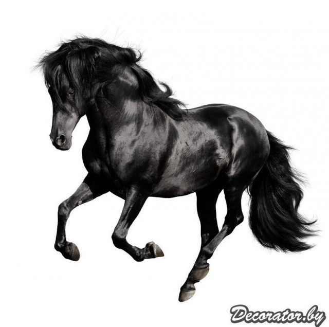 Живность из сети
