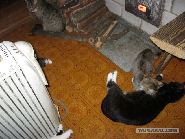 Жизнь домашнего приюта для котеек 194